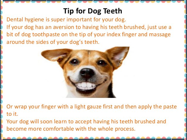 CanineFeline2's tweet photo. Know more information on your Pet's Health.at https://t.co/1R3aOfHUH4
#Petshealth, #PetAccessories @Dorwest https://t.co/Lb7sYh2eqY