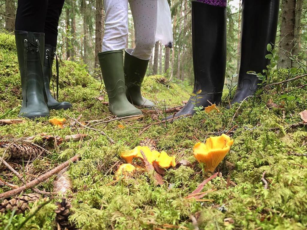 pharrisonphoto's tweet photo. mmm #kantareller #skogensguld #chanterelle #forestgold #swedishmoments #visitsweden #patrickharrison #php https://t.co/RAPICIsHOZ