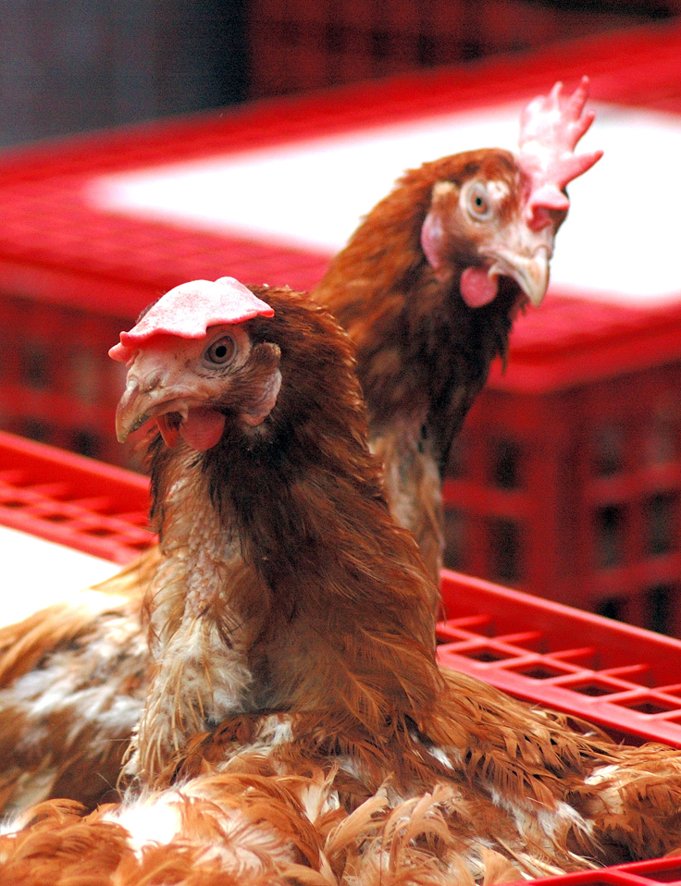 British Hen Welfare Trust tweet media
