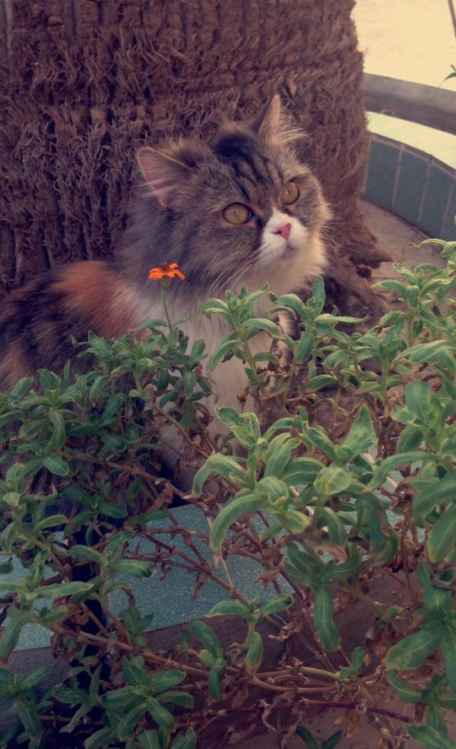 Bdz_3's tweet photo. I miss you, please come back :( #InternationalCatDay #missing_cat #Riyadh @RiyadhCats https://t.co/BLMZDPeqrQ
