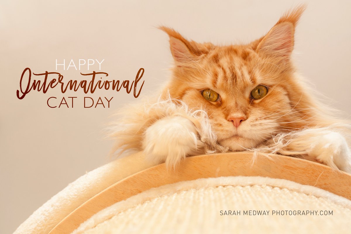 Sarah_Medway_'s tweet photo. Well, it would be rude not to - Happy International Cat Day to all you fab felines #InternationalCatDay #mainecoon https://t.co/oeyY89DrcJ