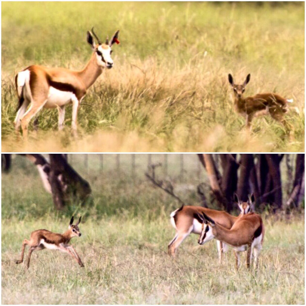 Our Coffee springbuck ewes have started lambing and in the month of July we had 3 new arrivals!