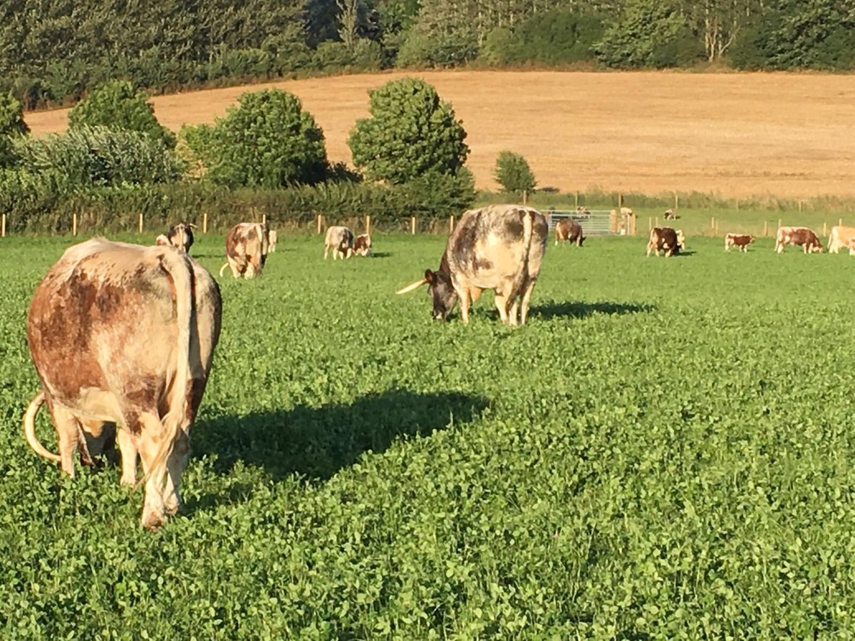 Toriandbensfarm's tweet photo. @BrianTurnerChef and @Svenhansonbritt some of our produce from yesterday! #makesusdifferent #grassfed #clover https://t.co/RbD0aI78A6
