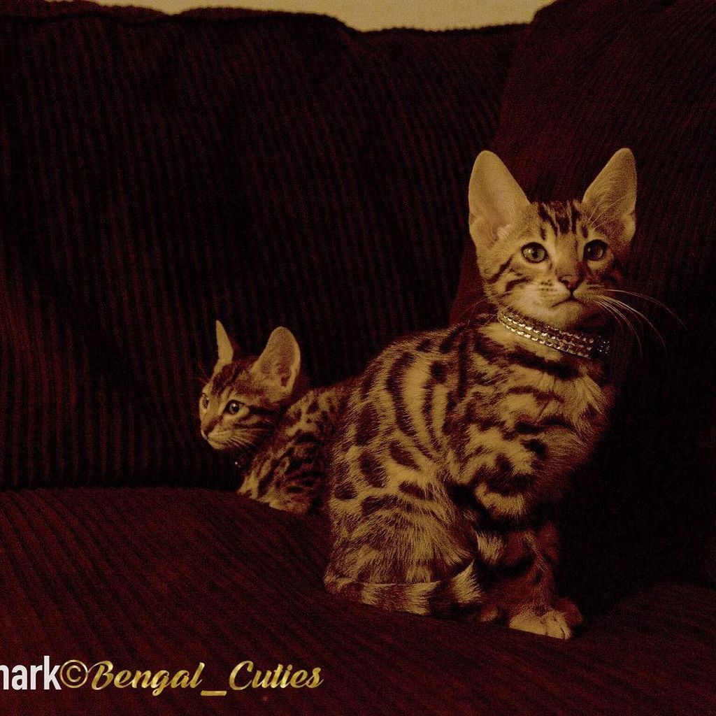 Bengal_Cuties's tweet photo. Ella and Sam ππ πβ΅οΈπ€π«π°πΈ #gottilife #sapranos #bengal #bengalcat #bengalsofinstagram #instacβ¦ https://t.co/tR0jLUqeR8 https://t.co/Iq2Z8jq0Xr