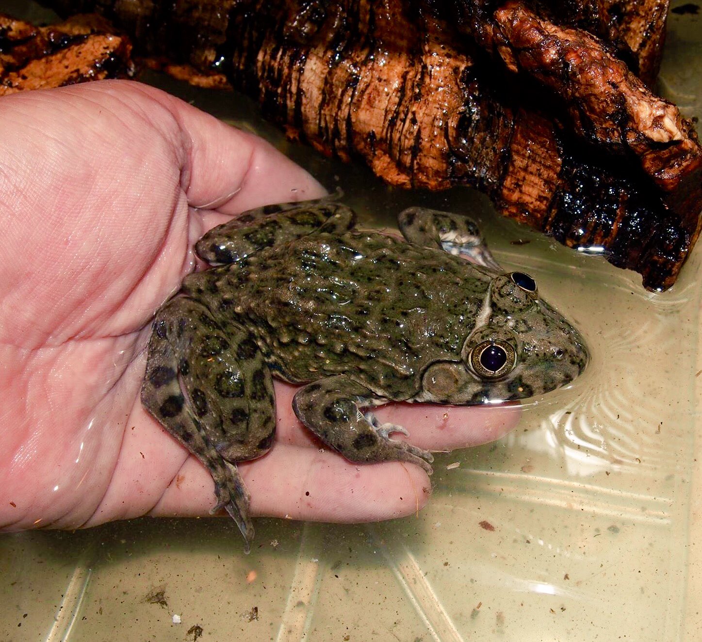 爬虫類ショップ マスターオブドラゴン マスドラ新入荷情報 アレンゴライアスガエル あの世界最大のカエルの小さい方です 小さくてもパワフルで魅力的な種 今回はペアで来ています 当店は本物のゴライアスも居ます 画像3 4枚目が