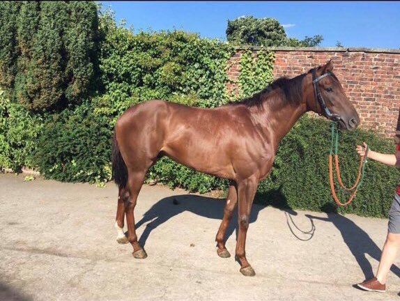 pigletracing's tweet photo. Plenty to work on here peeps. The boss thinks I will make a great 3 year old. Building muscle all the time 💪🏼 https://t.co/qrE39A7p9j