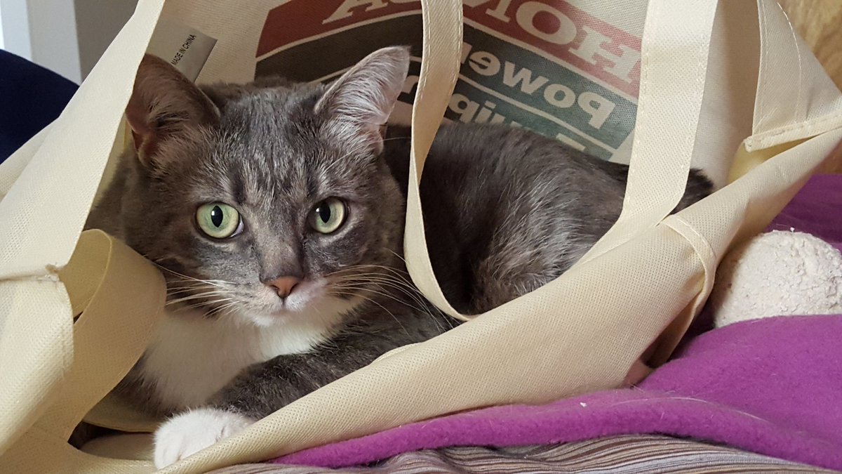 AnnieAndretti's tweet photo. Happy #InternationalCatDay from Earl Girl aka #WineKitty #PrefersChardonnay https://t.co/4NFlC0sFL2