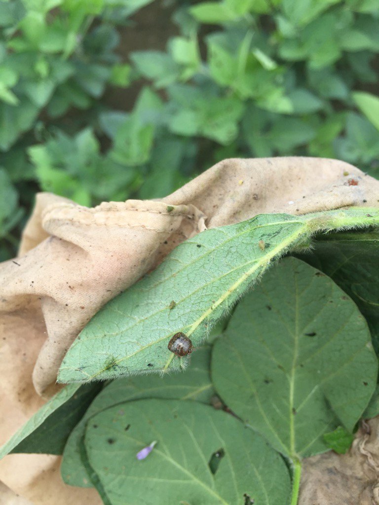 Kudzu bug found on edges of beans by some kudzu vine in Gregory ar. <a href="/guslor77/">Gus Lorenz</a>