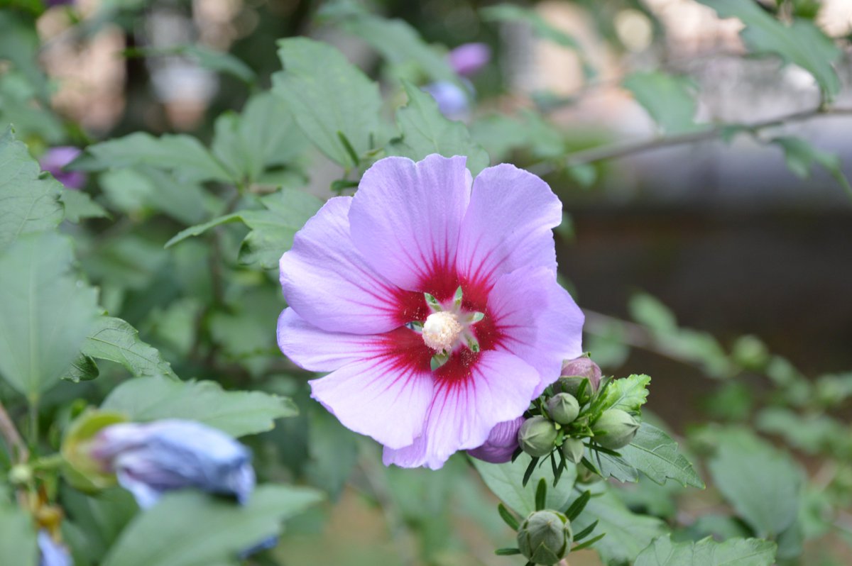 Naly_Angel's tweet image. #O2SPhoto #Flowerpicture