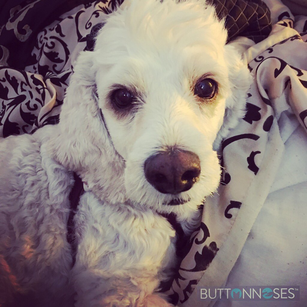 BNoses's tweet photo. Prudence is already making it home at #BUTTONNOSES daycare.
#welladjustedpup https://t.co/6tB5WTw81Q