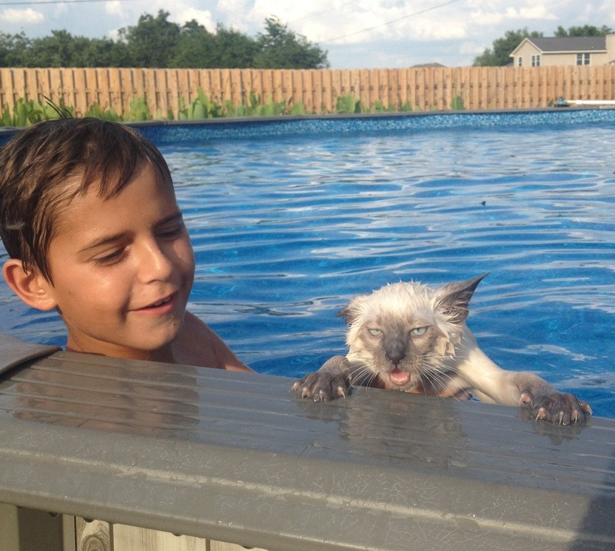 Cats certainly aren't like dogs when it comes to pools! #InternationalCatDay