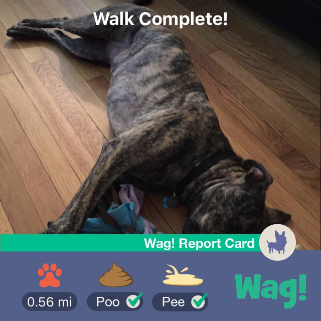 stephroun's tweet photo. Just got my dog walked by Wag! Thanks so much @WagWalking! Rose is pooped from the walk 😂 https://t.co/yIyxtxlDPo https://t.co/SC7buB2SpK