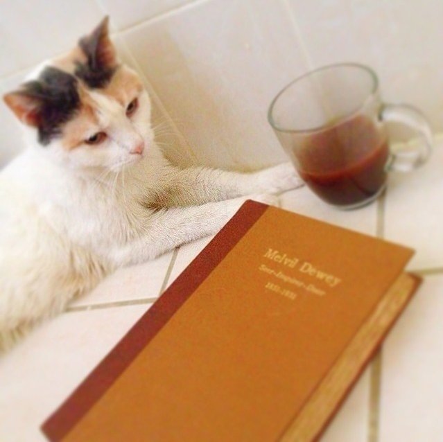 nypl's tweet photo. Happy #InternationalCatDay! We are avid cat supporters at the Library: https://t.co/DsaueyTT4P https://t.co/0bvl6vqBPL