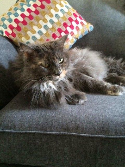 DFS's tweet photo. Happy #InternationalCatDay! Sissy the sassy Maine Coon is celebrating in dfs style! @sissyquee #mydfs #dfsPets π»π» https://t.co/kiEb6RIbOe