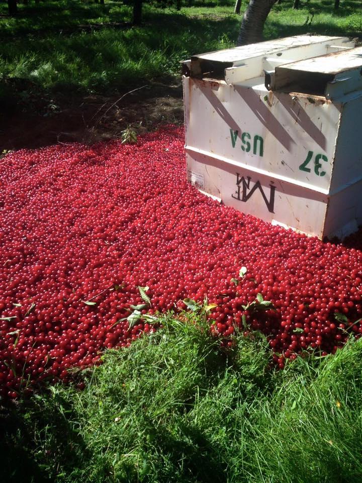 viossvision's tweet photo. Food waste

https://t.co/onFDeK2ClS

#FoodWaste #marketingorders https://t.co/raqd36hDqx