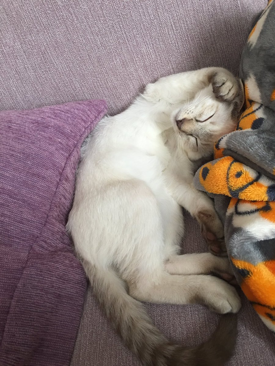 ChiramboMaria's tweet photo. @DFS #dfsPets #InternationalCatDay totally chilled and relaxed on the sofa π»π»π» https://t.co/3lTBdFLxDT