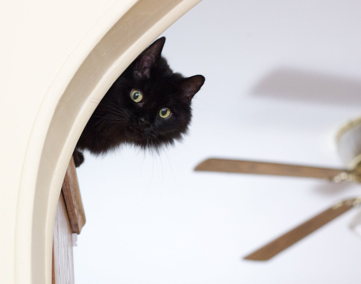 "I bet #Monday can't find me here." -Adoptable Orchid's post-weekend strategy. #AdoptDontShop #CatsOfTwitter #Rescue