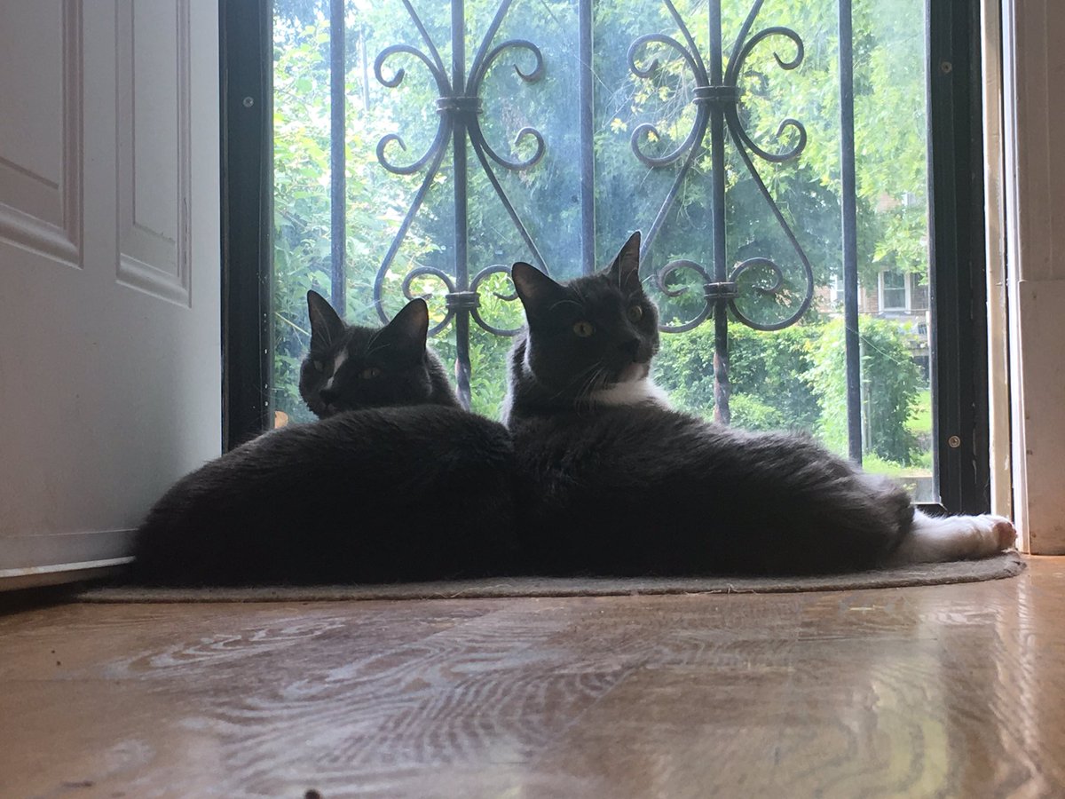 DiscologistPod's tweet photo. #InternationalCatDay #managingeditors https://t.co/K2GUo97P5z
