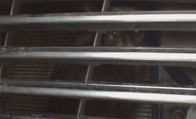 Cat found stuck in a tight spot: hood of @MiamiDadePD car. bit.ly/2b0Q1Z1 https://t.co/MVCtrQecIr