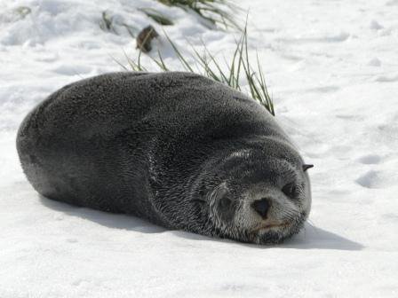 BAS_News's tweet photo. #FrozenFact: Fur seals are classed as 'eared' seals alongside sea-lions because of their small external ears https://t.co/YklmXv78Tm