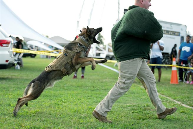 DeptofWar's tweet image. I'm mighty hungry! Military working dogs participate in a training demonstration @FtMeadeMD go.usa.gov/xTx9B