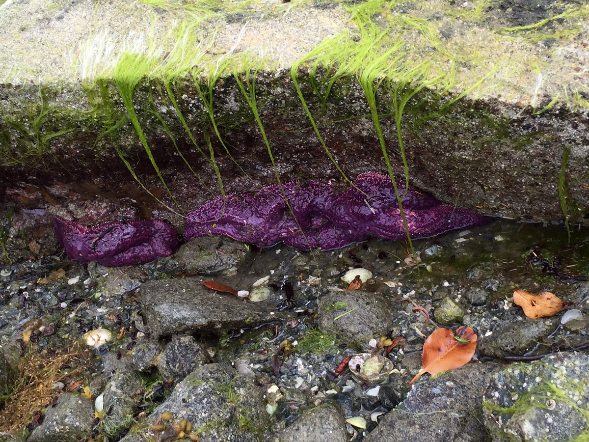 SaveDesolation's tweet photo. We found the hiding spot! #SaveDesolationSound https://t.co/6y1p8eMdI9