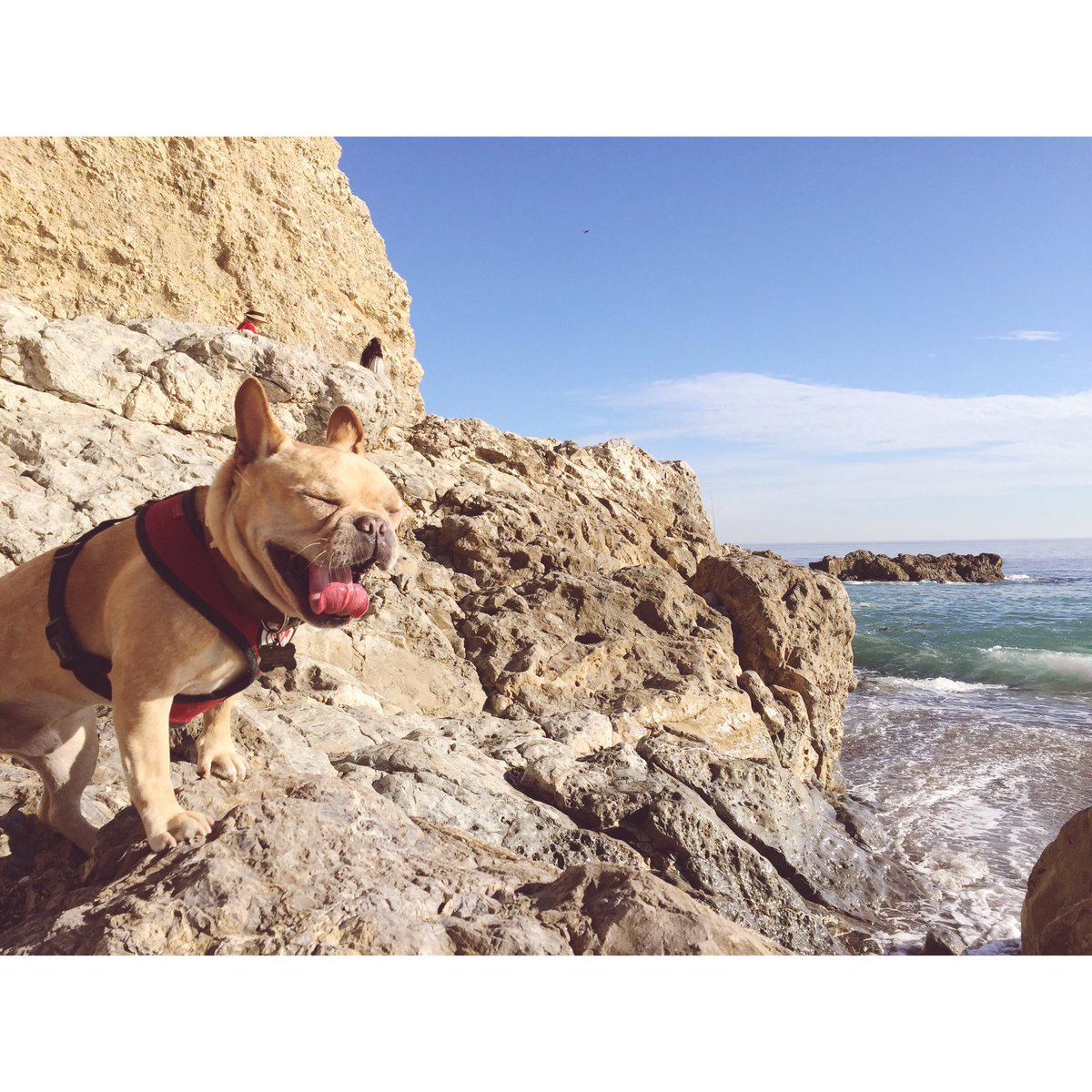 BanjoFrenchie's tweet photo. Alright #monday - my eyes are almost open 😝

#frenchie #frenchbulldog #instagood  #butfirstcoffee #positivevibes https://t.co/CQz1AydP21