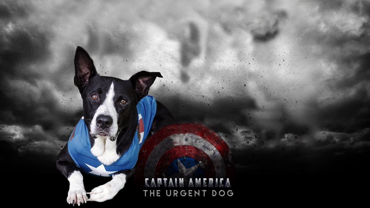 DarCo HumaneSoc Resq tweet media