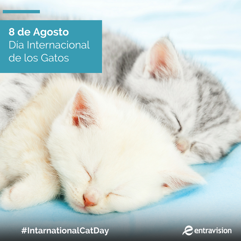 tricolor995's tweet photo. ¡Feliz #InternationalCatDay ! Ellos ya encontraron la forma ideal de celebrarlo: https://t.co/jHIZy2N8Fh