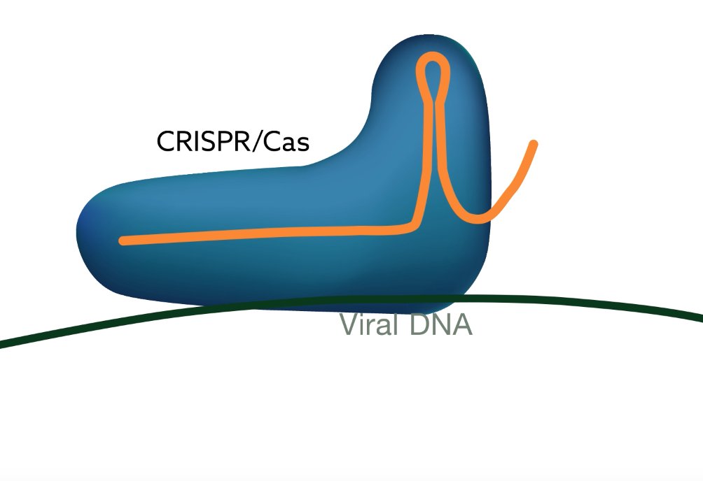 MyScienceWork's tweet image. Researchers at @UMCU_Intl use #CRISPR to snip out #viruses hiding in cells | Video plos.io/CRISPRflix01 #PLOSflix