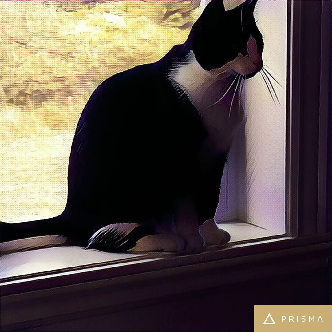 #InternationalCatDay Deep Thoughts with Misha.