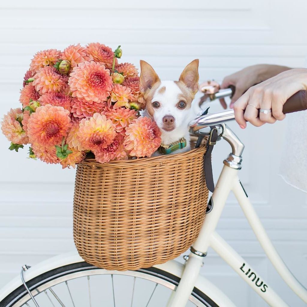 Our founder and creative director, <a href="/taylorsterling/">Taylor Sterling</a>, shares 5 ways she's savoring summer, o… ift.tt/2aGu43l