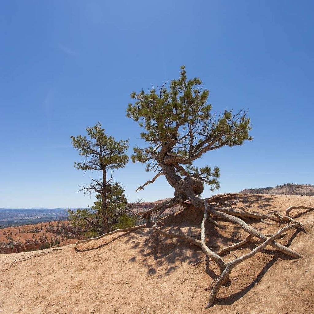 ftavard's tweet photo. Nature is beautiful in Bryce canyon NP #roadtripusa #brycecanyonnationalpark #brycecanyon … https://t.co/Zi73qdMA5E https://t.co/4tFQXF8PEN