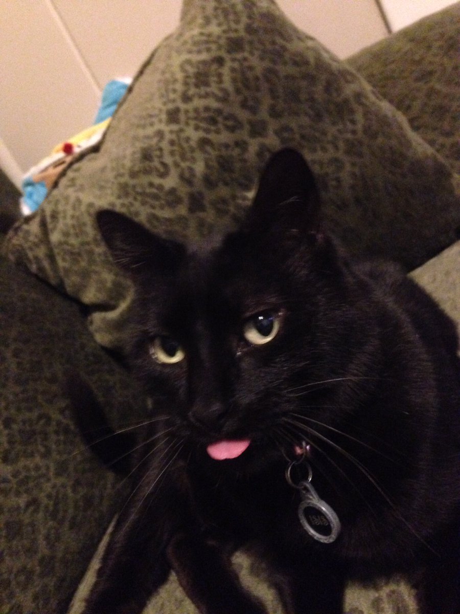 damitscott's tweet photo. Happy International Cat Day! My little Prisscess, Isis. #internationalcatday #Priss #PrincessIsis #meow https://t.co/qkw7VhELef