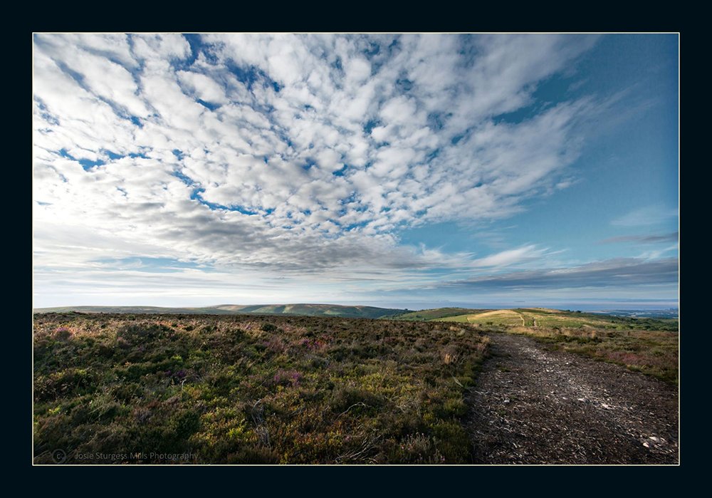 Enjoying editing my images for a  Wall Art project for a Somerset business premises. Taken at fab @Quantockhills