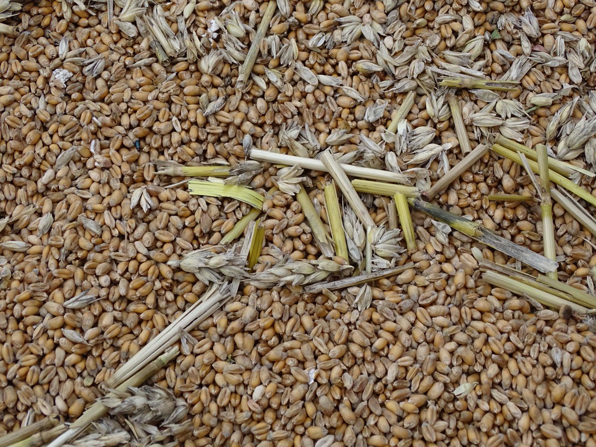 wadloveranja's tweet photo. #Flevoland #Biddinghuizen #graanoogst #combinen #iloveflevoland https://t.co/OfIZqHdtZ9