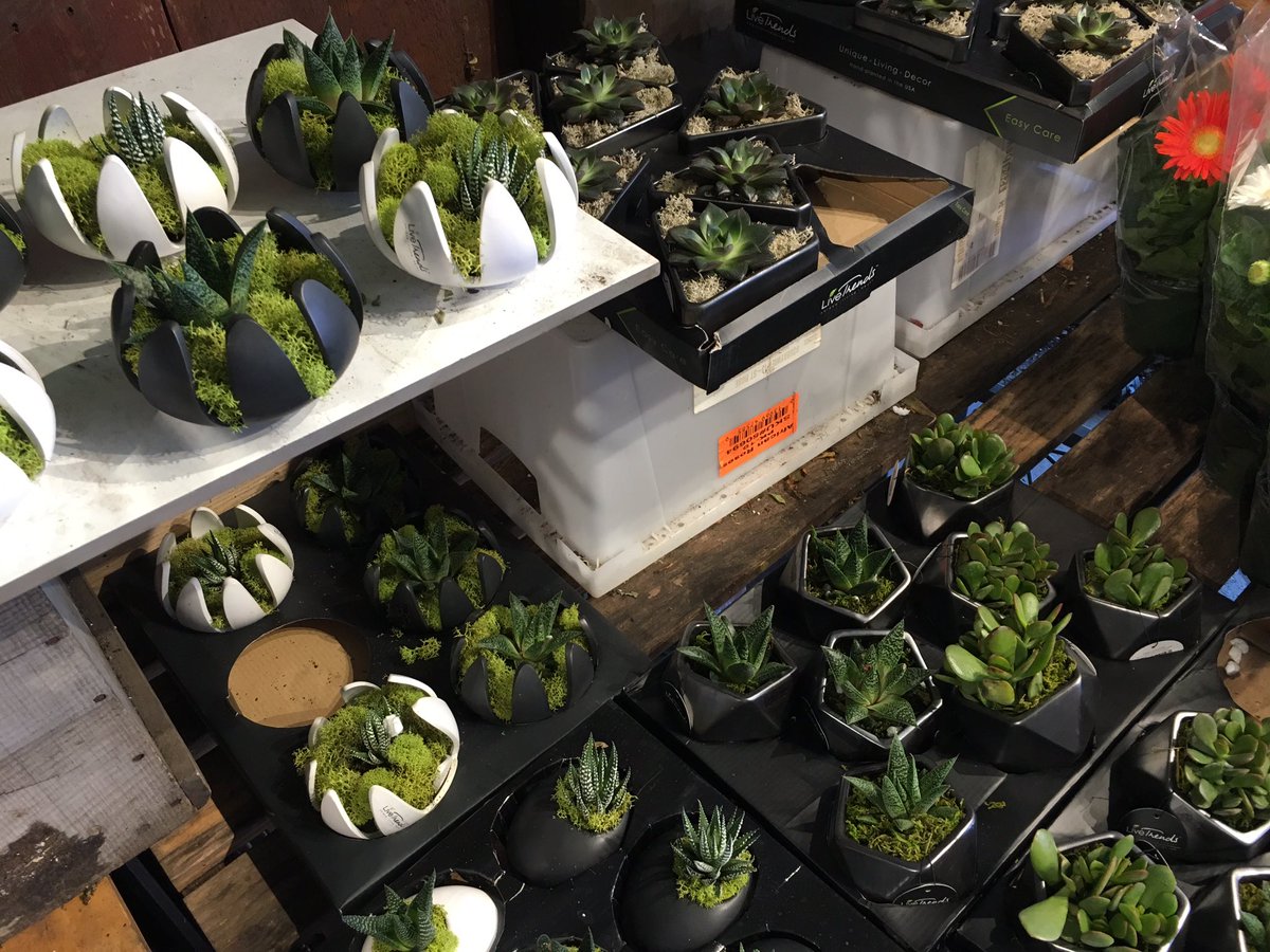 Cool new succulent collection with Swedish pottery