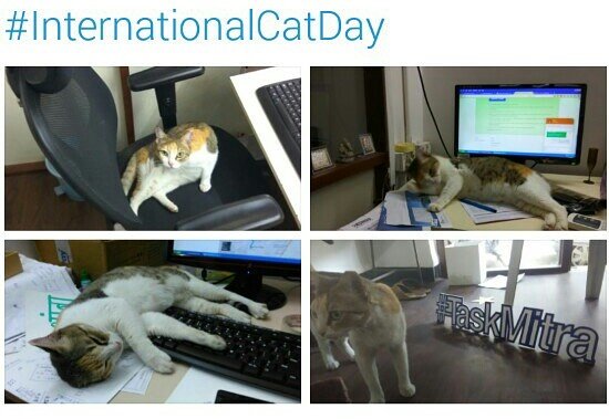 TaskMitra's tweet image. Our cute office Pet &amp;amp; Chief relaxing officer #InternationalCatDay
#TaskMitra  #startup #Mumbai
