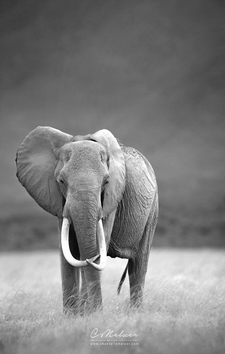 Cr. <a href="/ChantelleMelzer/">Chantelle Melzer</a> Magnificent photos African Wildlife #WorldElephantDay #elephantasia2016 WED August 12th