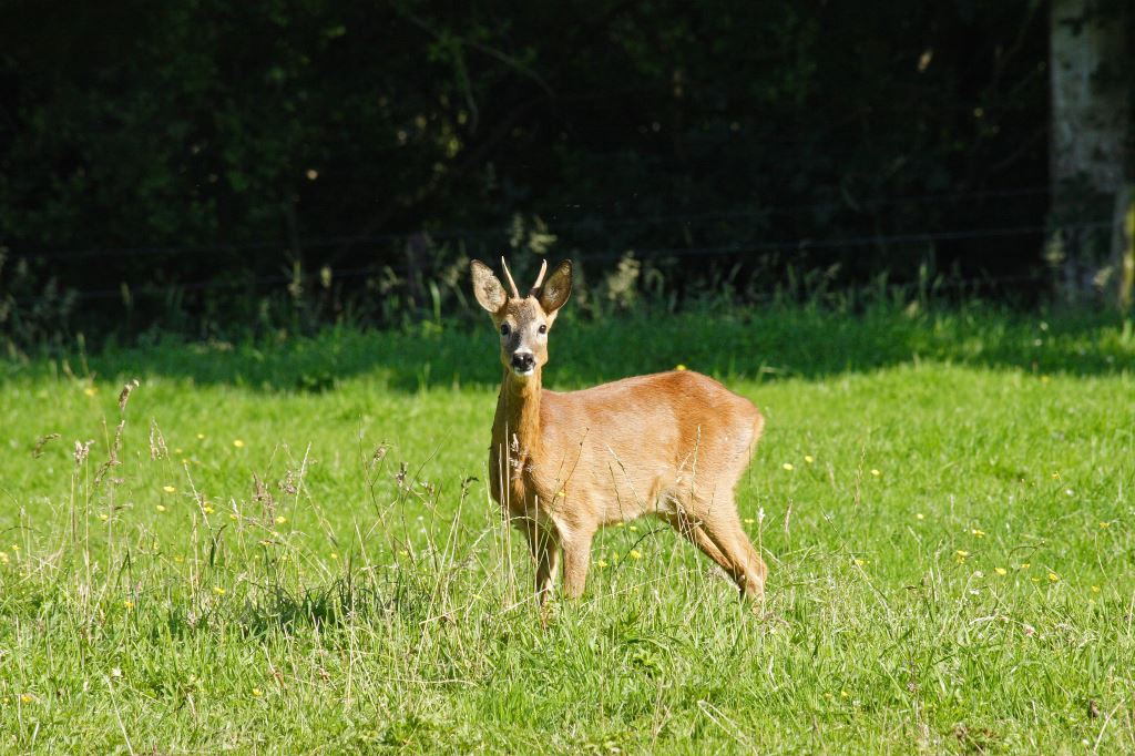 Op safari met de boswachter! Vanaf het Buitencentrum in Appelscha op 11 augustus, 19.00 uur staatsbosbeheer.nl/activiteiten/d…