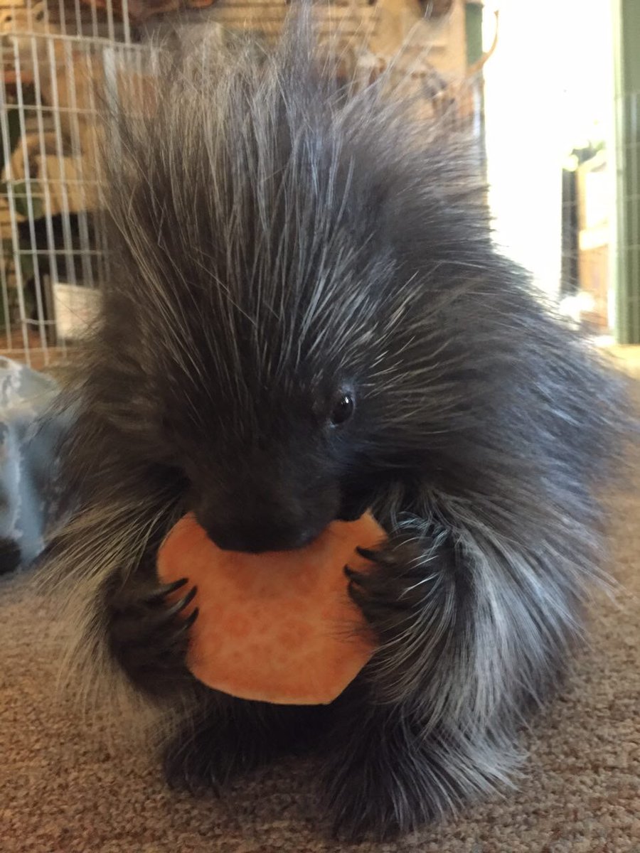 flyball_zone's tweet photo. Is this a pokemon? #flyball https://t.co/CYPbg6IBK9 https://t.co/Vtypn2UNaj