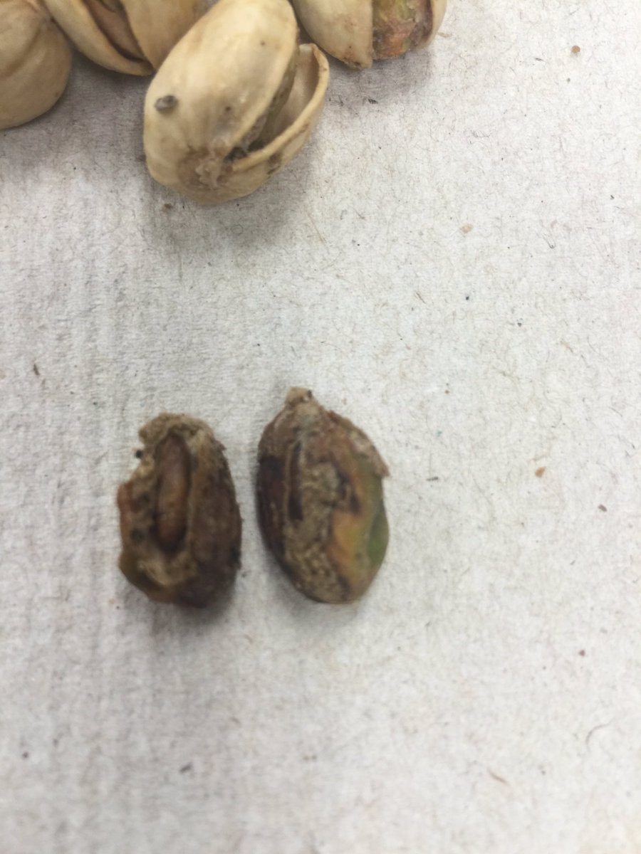 JeffMcKinley87's tweet photo. Well I just found another bug in my @getcrackin pistachios salt and pepper.That makes two in one bag. #lunchisover https://t.co/DpfT7pelBq