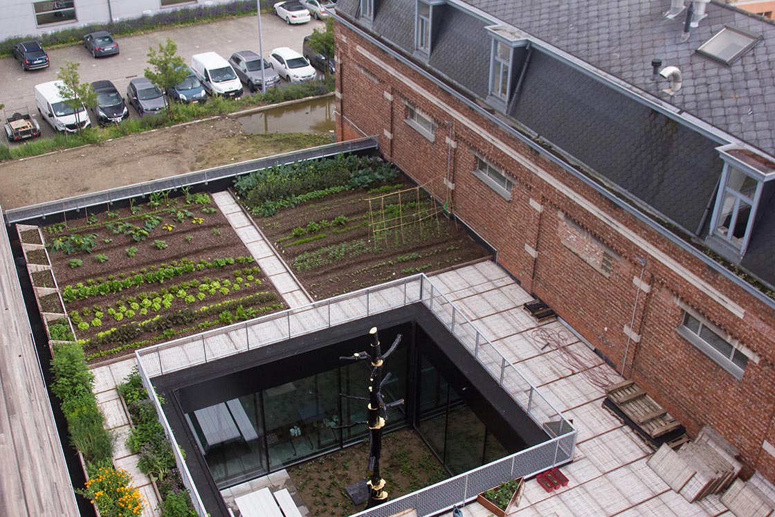 Canopy_groendak's tweet photo. De grootste #dakmoestuin van #Gent. #rooffood #urbanfarming
https://t.co/wpqFH8N8pl https://t.co/JyY13MXH3z