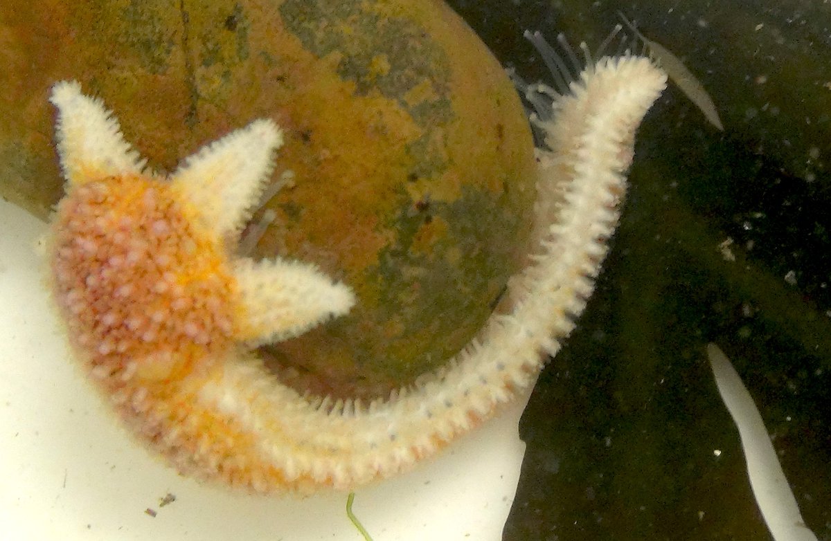 Severed starfish arm, growing a new starfish! 
(Species Asterias rubens)
<a href="/thembauk/">MBA - Marine Biological Association</a>