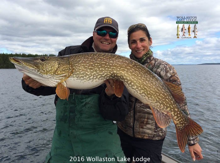 Day 59 - More Lady Luck bit.ly/WlLd59b16
#fishing #pike #wollastonlakelodge @ShimanoFishUSA