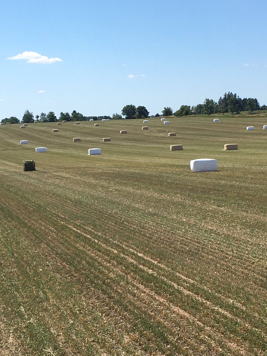farmertodd7312's tweet photo. We have toasted and non toasted marshmallow today at are farm #newwrap #mojomoo https://t.co/76l5IfLhzP