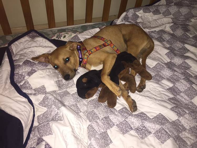 SO important to give your new pup some time to adapt when you bring them home! bit.ly/2auVSGx