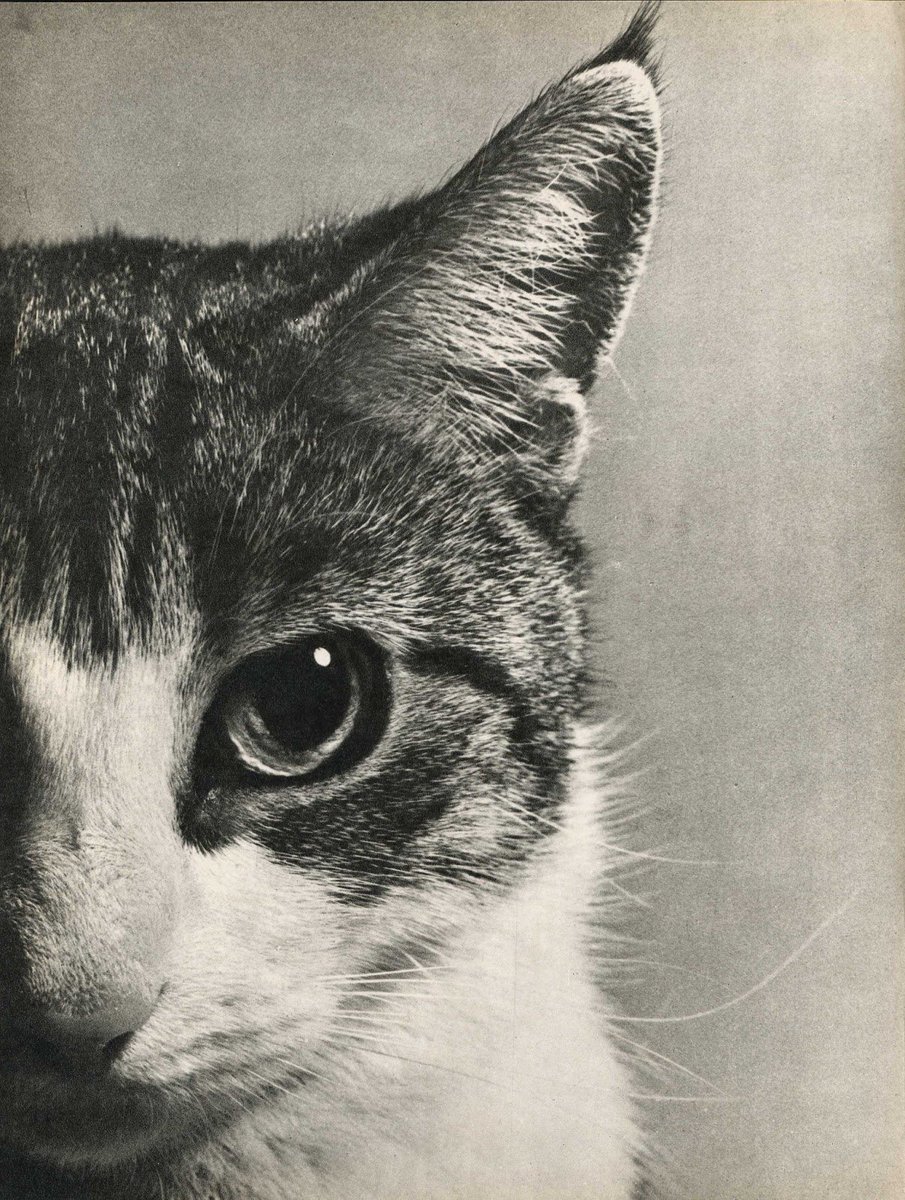 whatSFSaid's tweet photo. For #InternationalCatDay, here's a blog I made about cats in art, @DaveMcKean &amp; VARJAK PAW:
https://t.co/aLXtjmyifn https://t.co/tvV3yVbCfY