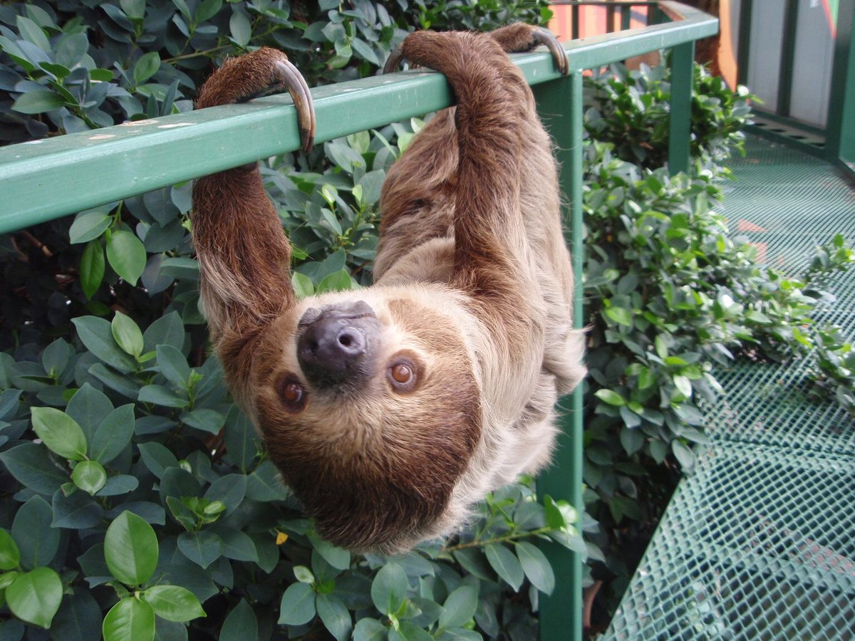千葉市動物公園 公式 No Twitter 五輪つながり ブラジル を含む熱帯雨林に広く生息しているナマケモノ 展示しているバードホールでも見つけにくい動物ですが 午後２時４０分のスコールの時間は動いているナマケモノを見ることができるチャンスです 飼一