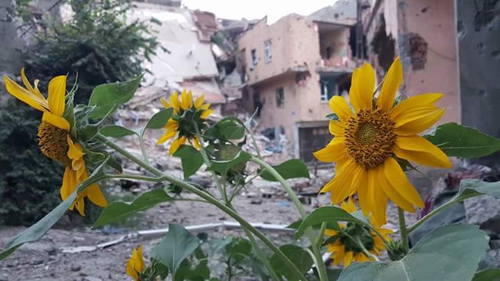 CudiyaBotan's tweet photo. Yıgınların arasında filizlenen  aycicegi gibi her zaman umudun var oldugunu gormek adına..
#şırnakvilayetkalsın https://t.co/x7UNOe4F3G
